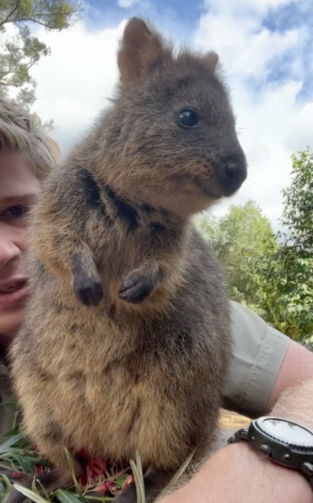 quokka at Australia zoo