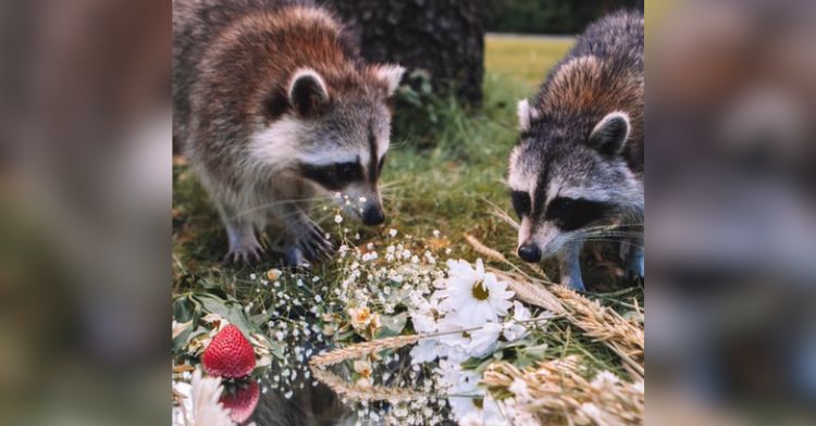 These adorable raccoons got their portraits taken!