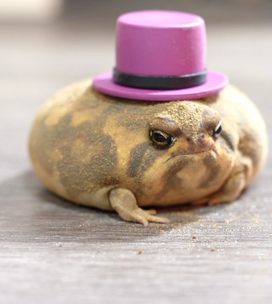 adorable animal rain frog