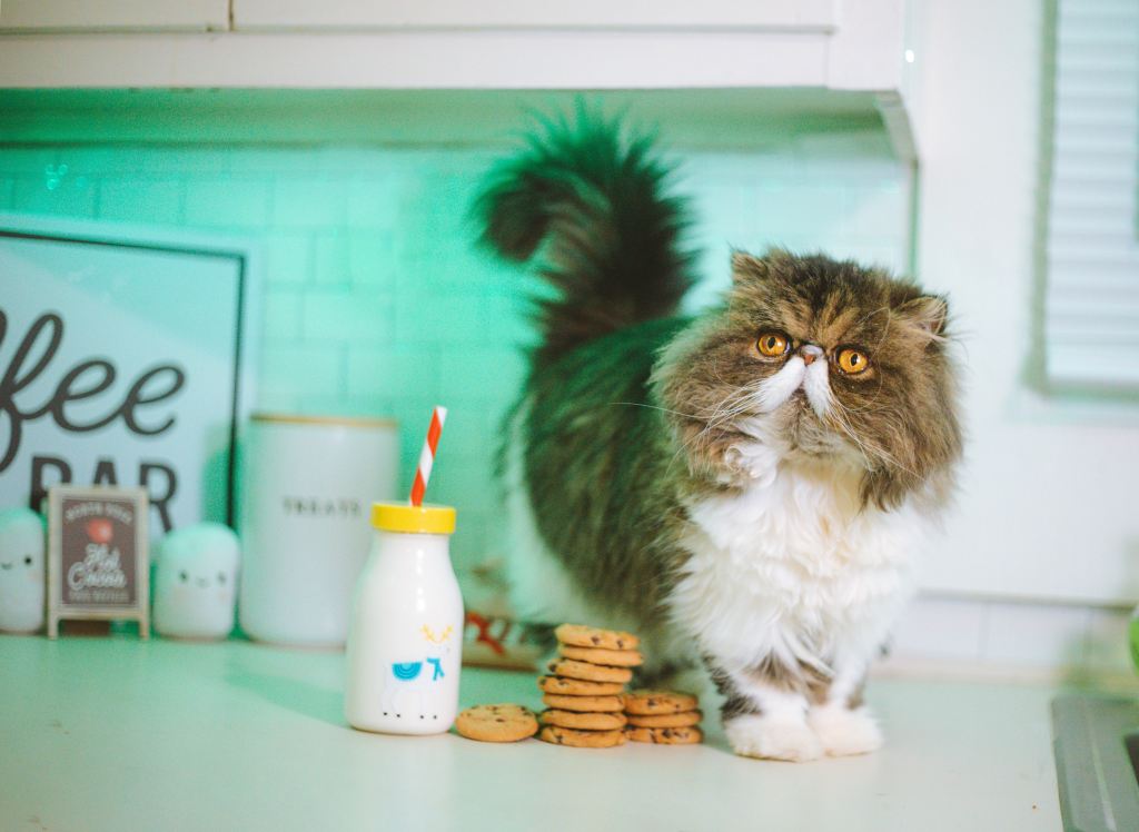 A fluffy, flat-faced cat stands on a kitchen counter, looking slightly up. Next to them is a container of milk with a straw along with three stacks of cookies. It looks like the milk and cookies may be fake food.