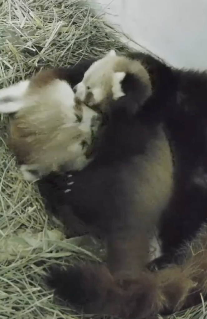 baby red panda and mother cuddle