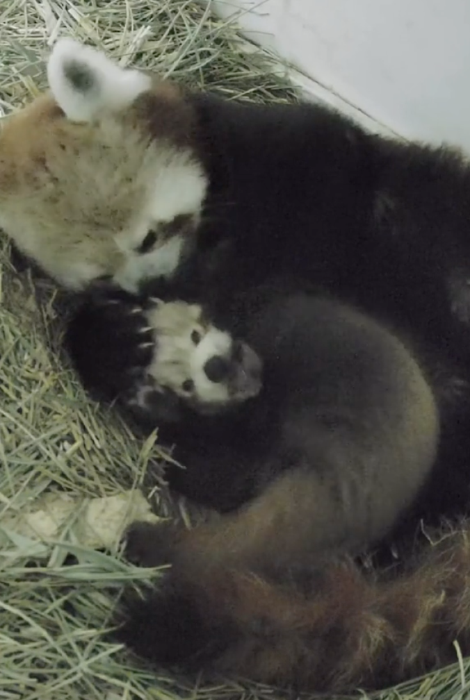 baby red panda playing