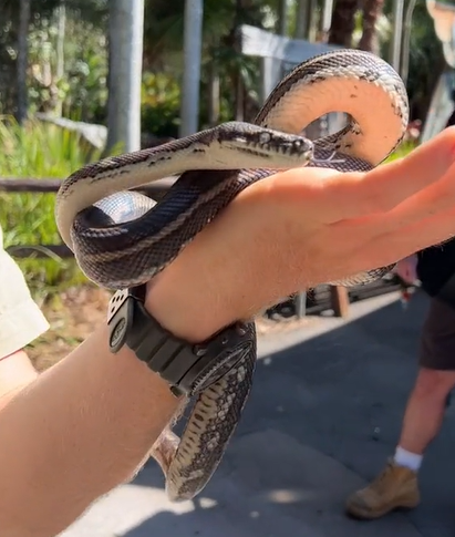 Now the snake is free to slither another day!