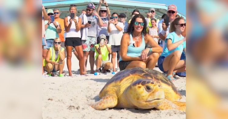 A sea-turtle has been released back into the ocean.