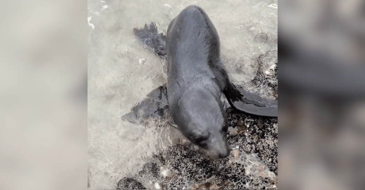 seal on a rock