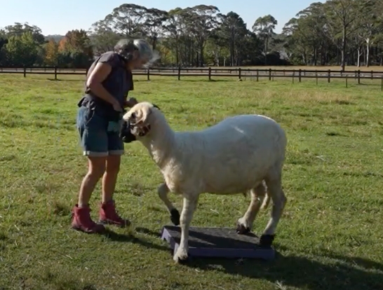 Beanie the sheep breaks world record