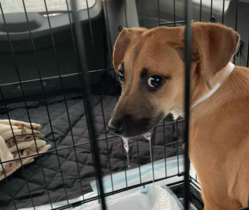 A scared shelter puppy became aggressive.