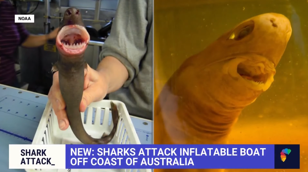 A two-photo collage of two different cookiecutter sharks, as shown on NBC. One is being held in a way that shows off its sharp teeth. The other is in water.