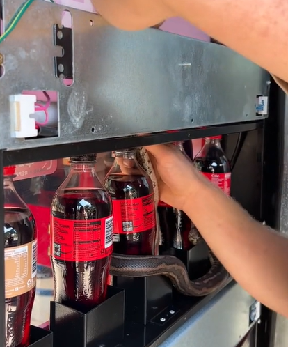 A snake got loose at the Australia Zoo and got stuck in a vending machine. 