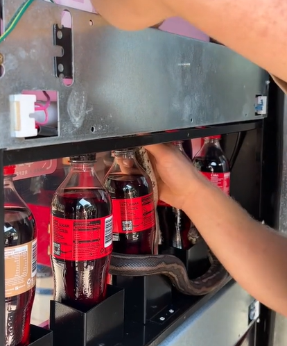 A snake got loose at the Australia Zoo and got stuck in a vending machine.