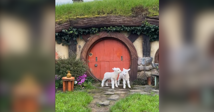 Two lambs stand in front of a Shire house.