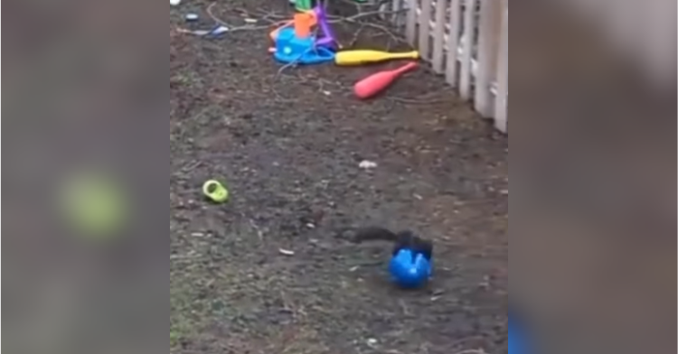 Squirrel playing in backyard.