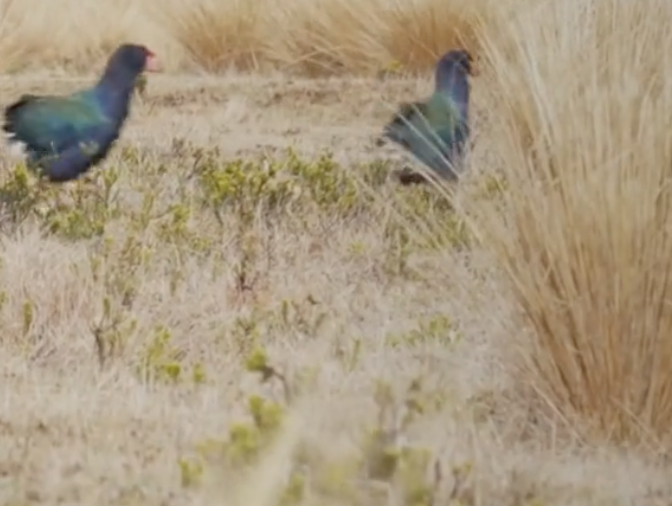 takahe in the wild