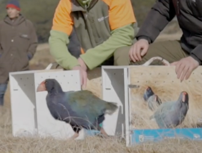 takahe return to wild