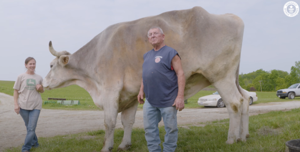 Fred Balawender proudly stands in front of Tommy the steer, who is facing to the right of him. Standing, Tommy is taller than Fred.