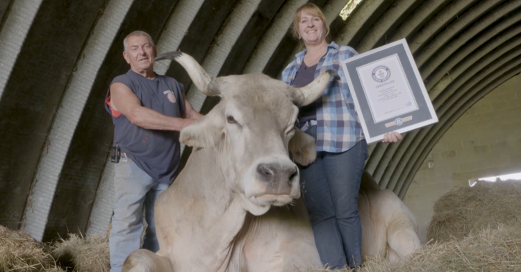 A man and a woman stand next to Tommy the steer who is so large he won a Guinness World Record. The woman holds the framed certificate proving it.