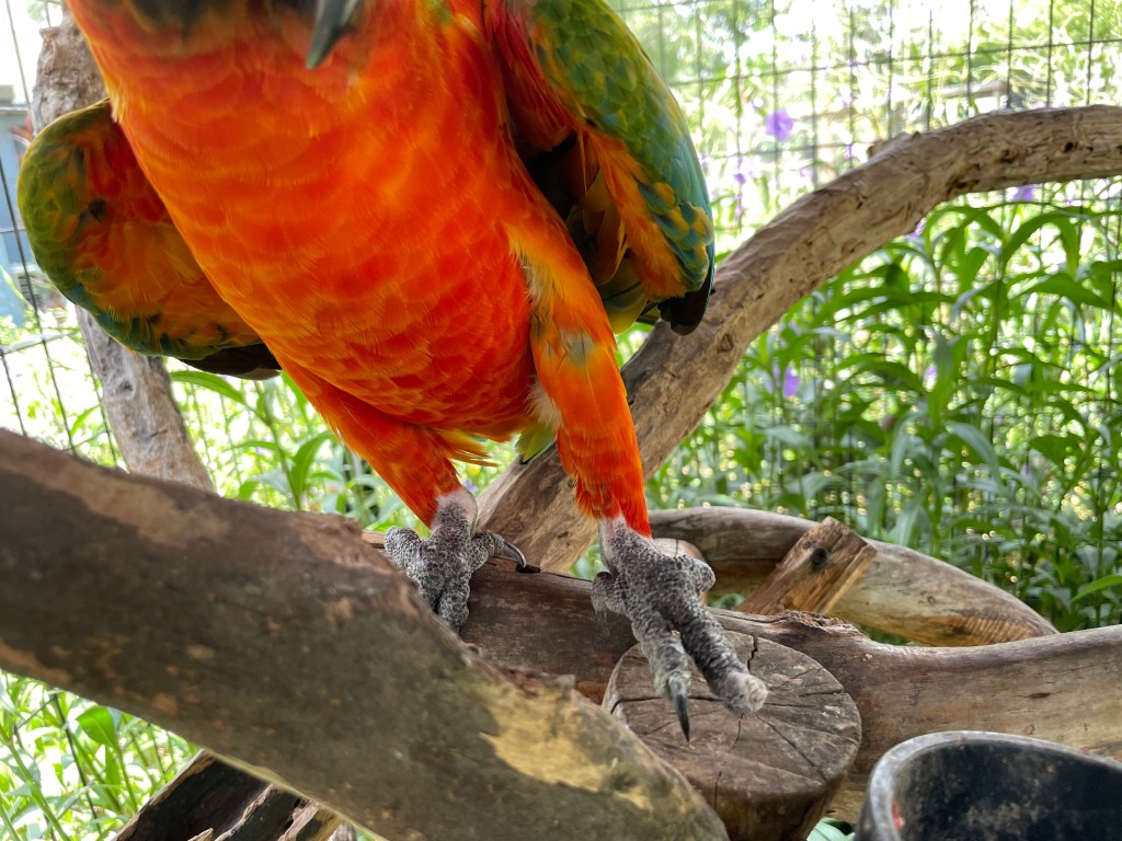Zippy the macaw