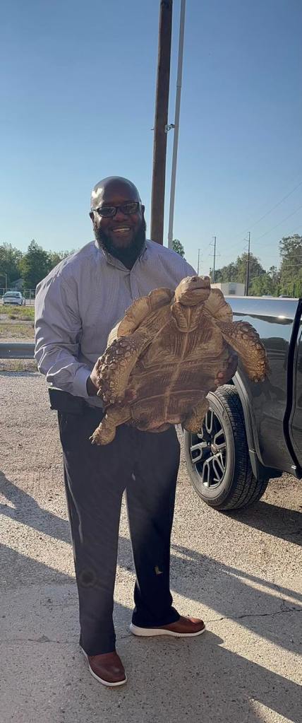 lost tortoise finds owner