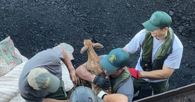 Rescuers were able to return the fawns to the wild.