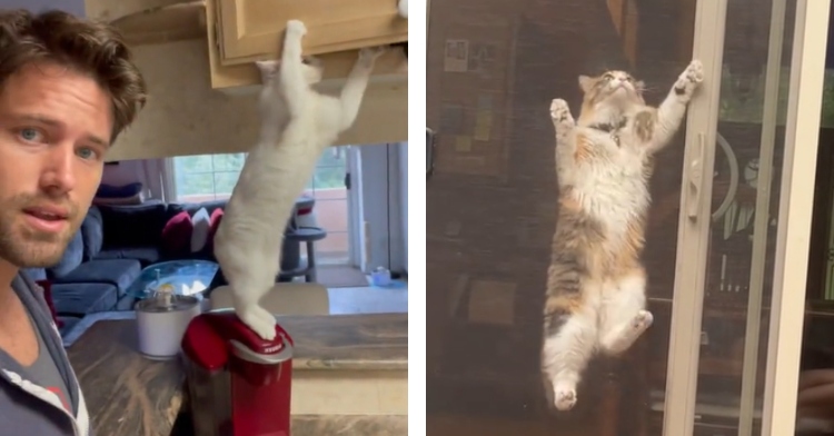 A two-photo collage. The first show a man looking baffled as he catches his cat standing on a coffee maker to reach inside of a kitchen cabinet. The second photo shows a cat looking unsure of themselves as they climb a screen door.