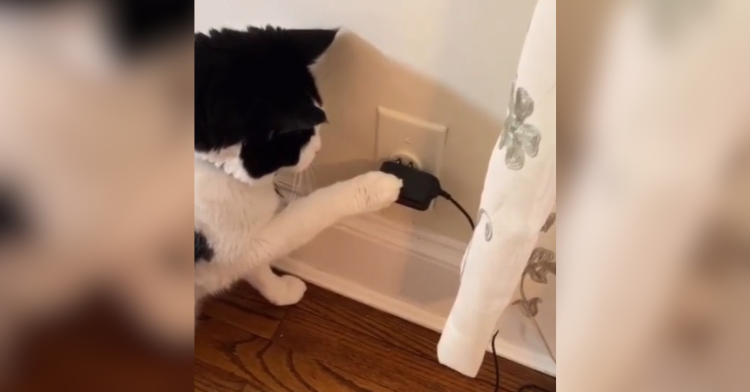 tuxedo cat pushing in plug