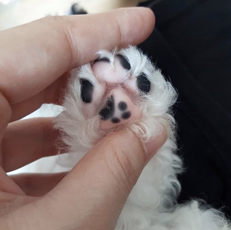 View of someone holding a paw with a mark that looks just like a paw print.