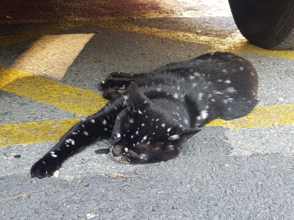 A cat lays on the pavement. The cat is black with white spots all over.