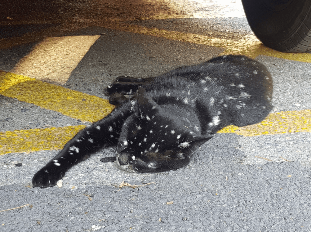 A cat lays on the pavement. The cat is black with white spots all over.