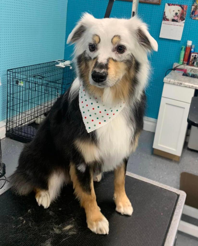 A dog with vitiligo sits on a table. Her bottom half is mainly black and brown. Her head is white but her eyebrow spots are brown.