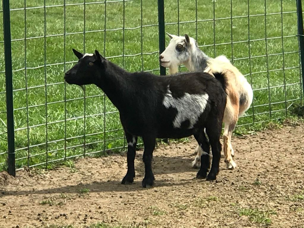 Two goats stand near a fence. One of them is black with a white patch that looks exactly like a goat.