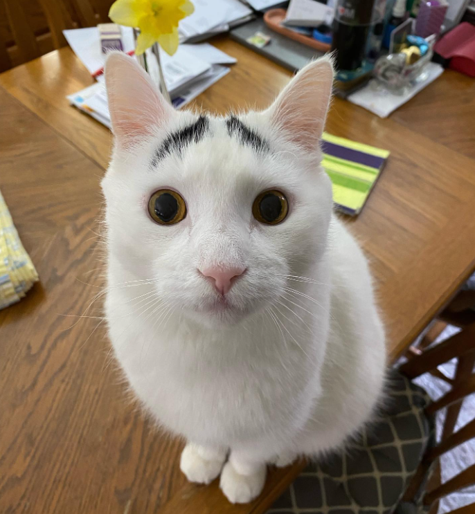 A cat looks up at the camera, eyes wide, as they sit on a table. The cat is white with black markings above their eyes like eyebrows, giving them a facial expression like they're confused or surprised.