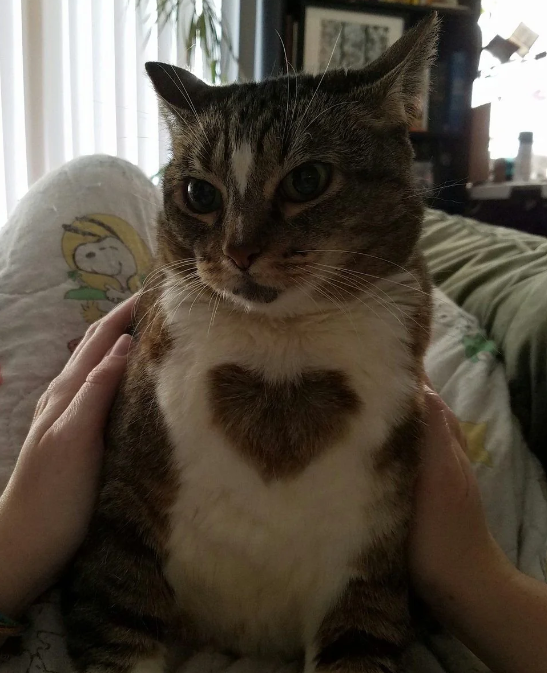 View from the perspective of someone holding a cat. The cat has a mainly white chest with a brown spot in the shape of a heart right where you might imagine a real heart would be located.