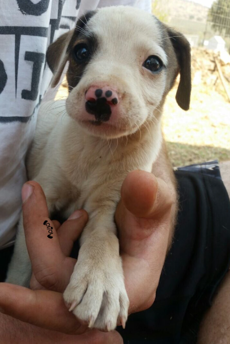 A small puppy is being held. He has a natural mark on his nose that looks exactly like a paw print.