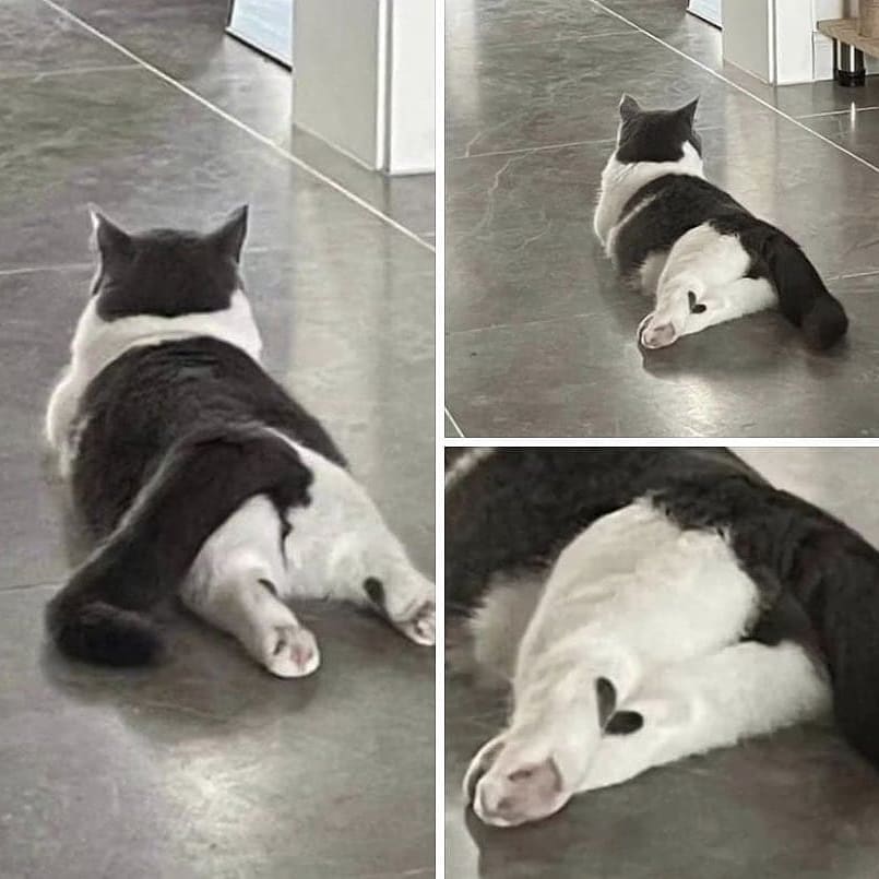 A three-photo collage. The first shows a black and white cat laying on her stomach. The view is from behind. The second photo shows her legs crossed, making the two different black spots on each of her legs come together to look like a heart. The third photo zooms in on the heart.