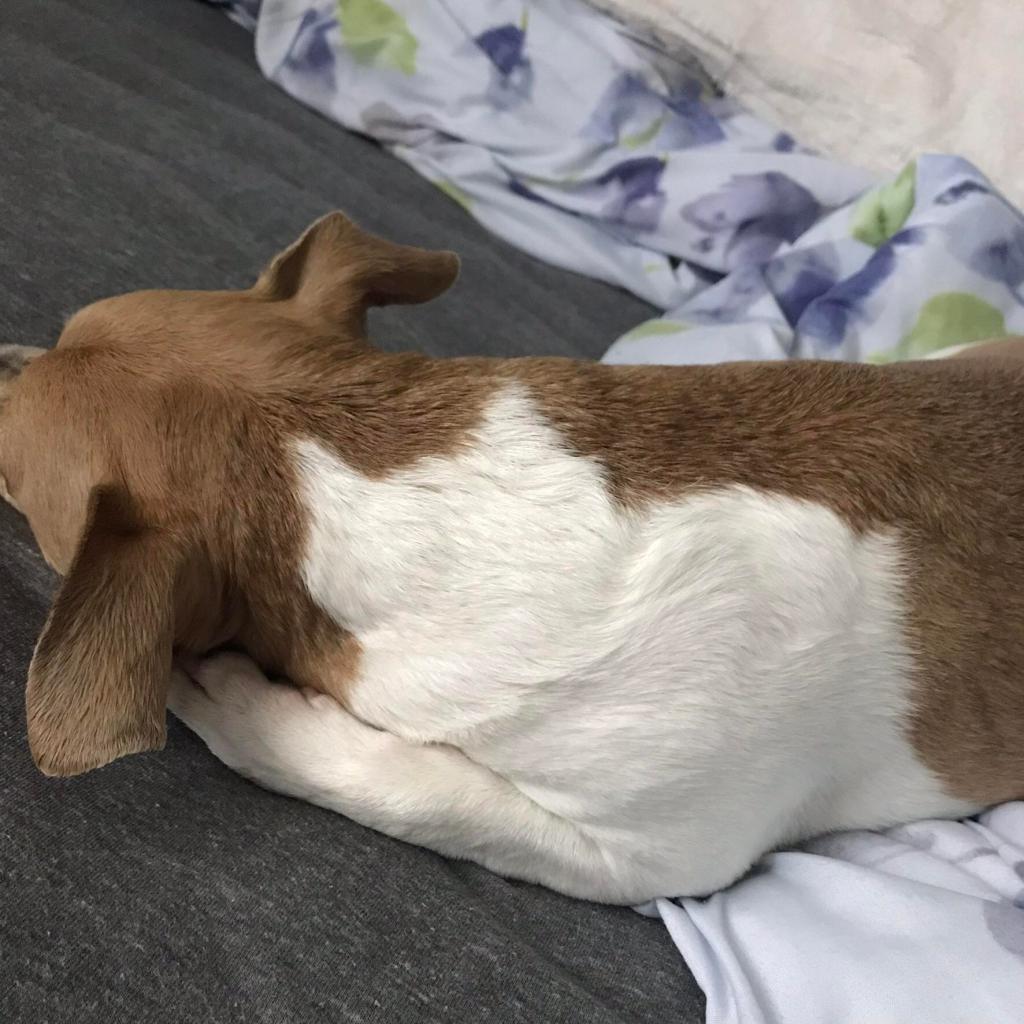 A dog lays on the bed. He is brown with a white spot on his back and on one leg that looks exactly like a cat.
