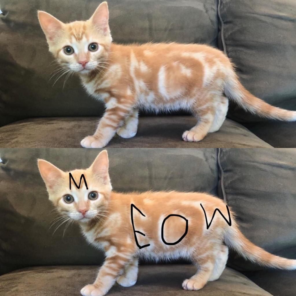 A two-photo collage. The first shows a small orange and white kitten looking at the camera as they stand on a couch. The second photo is almost the same. The difference is someone has written letters on the kitten to highlight the fact that their fur spells out "MEOW" with the "M" on the forehead and the rest on the kitten's side.