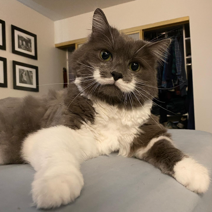 A grey and white cat with a white moustache from the pattern of their fur.