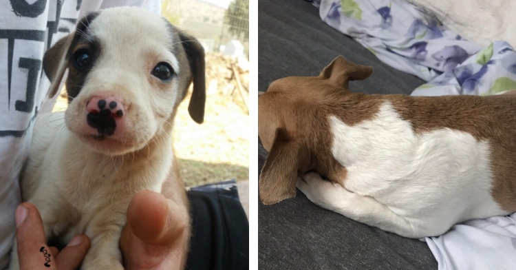 A two-photo collage. The first shows a small puppy being held. He has a natural mark on his nose that looks exactly like a paw print. The second photo shows A dog laying on the bed. He is brown with a white spot on his back and on one leg that looks exactly like a cat.