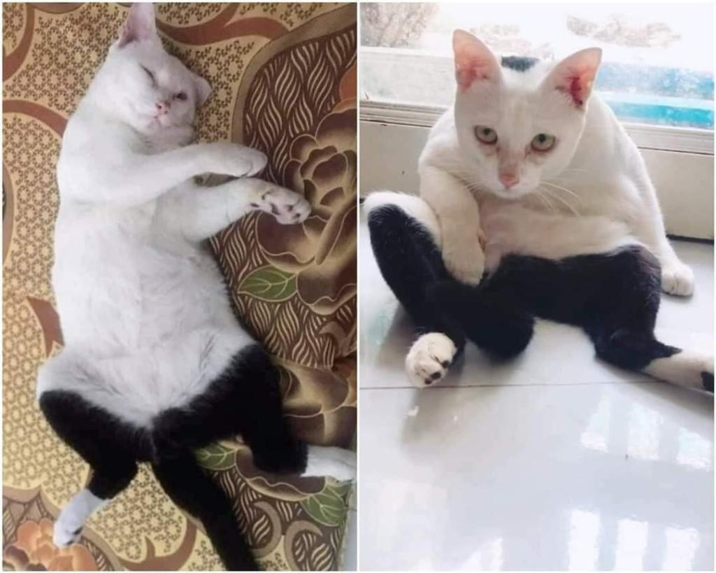A two-photo collage. The first shows a cat laying on his back. He's a white cat with black fur around his bottom and tail that make it look like he's wearing pants. The second photo is of the same cat, now sitting up, looking at the camera.