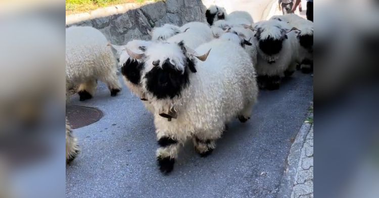 An adorable flock of sheep is on their way to be graded.