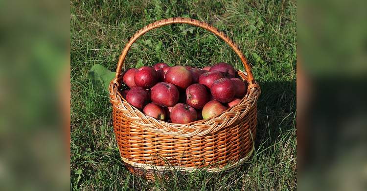 Varieties of apples in basket in grass.