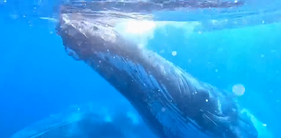 Tourists got a surprise appearance from a humpback whale.