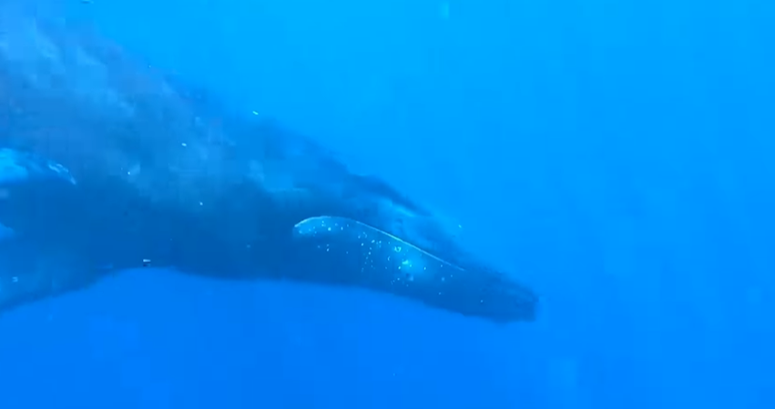 A whale sighting made a boat full of tourists very happy!