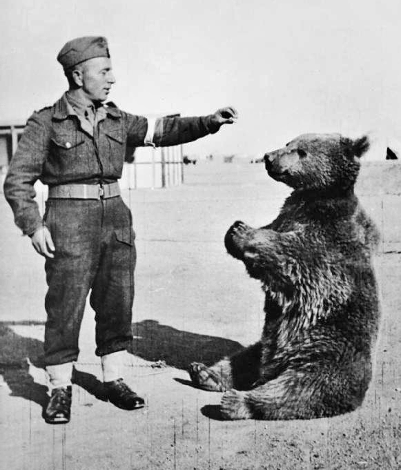 This bear became a friend to Polish troops. 
