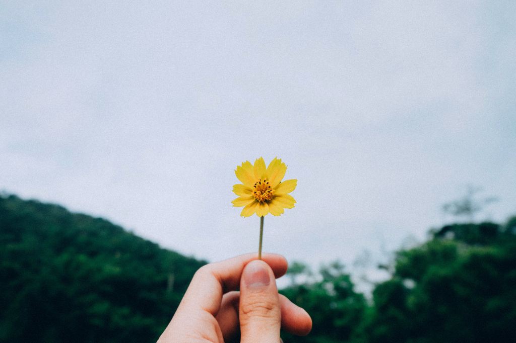 A small yellow flower brightens someone's day.