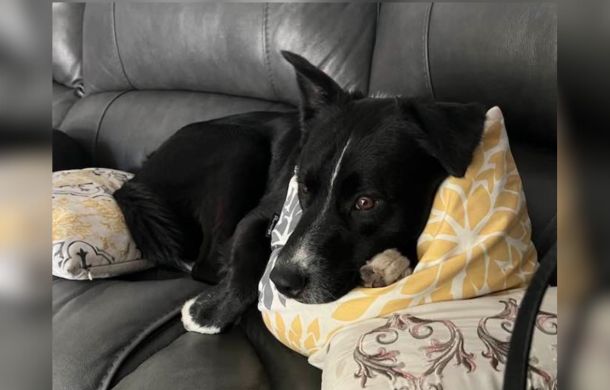 Border Collie Axel Relaxing on the sofa at home.