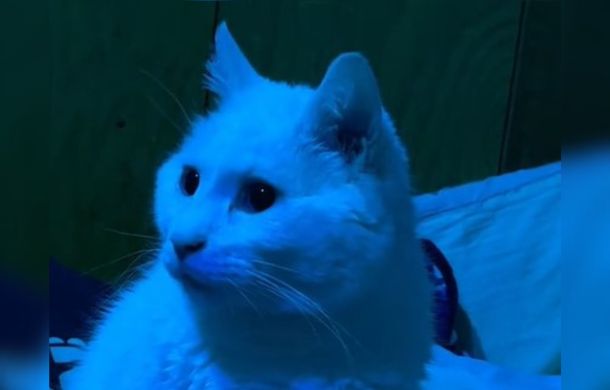 Cat seeing things in a room with a blue light.
