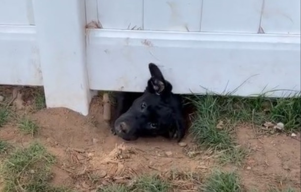 The neighbor dog trying to dig under the fence to meet a pair of boxers