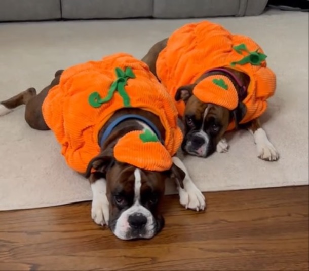 Two boxers dressed for Halloween in puppy-pumpkin costumes.