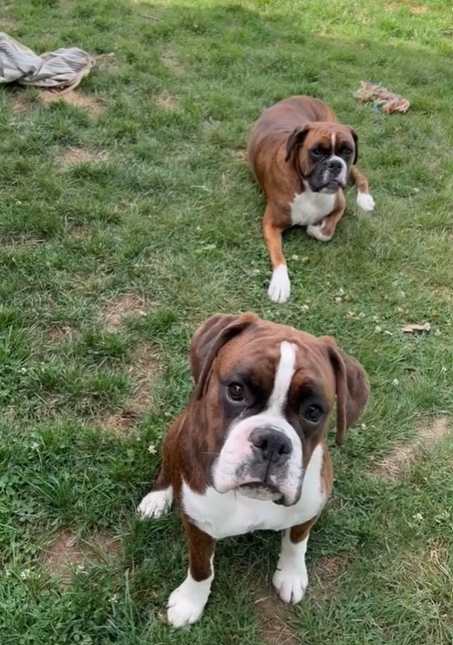 Two innocent-looking boxers who just got caught after destroying a outdoor chair cushion.